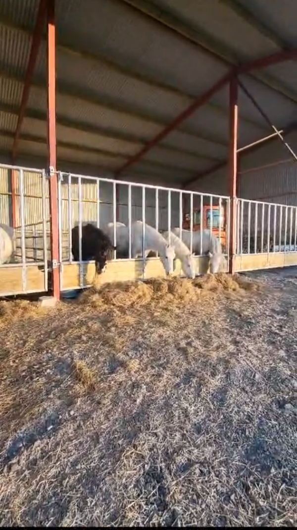 Horse Feed Barrier