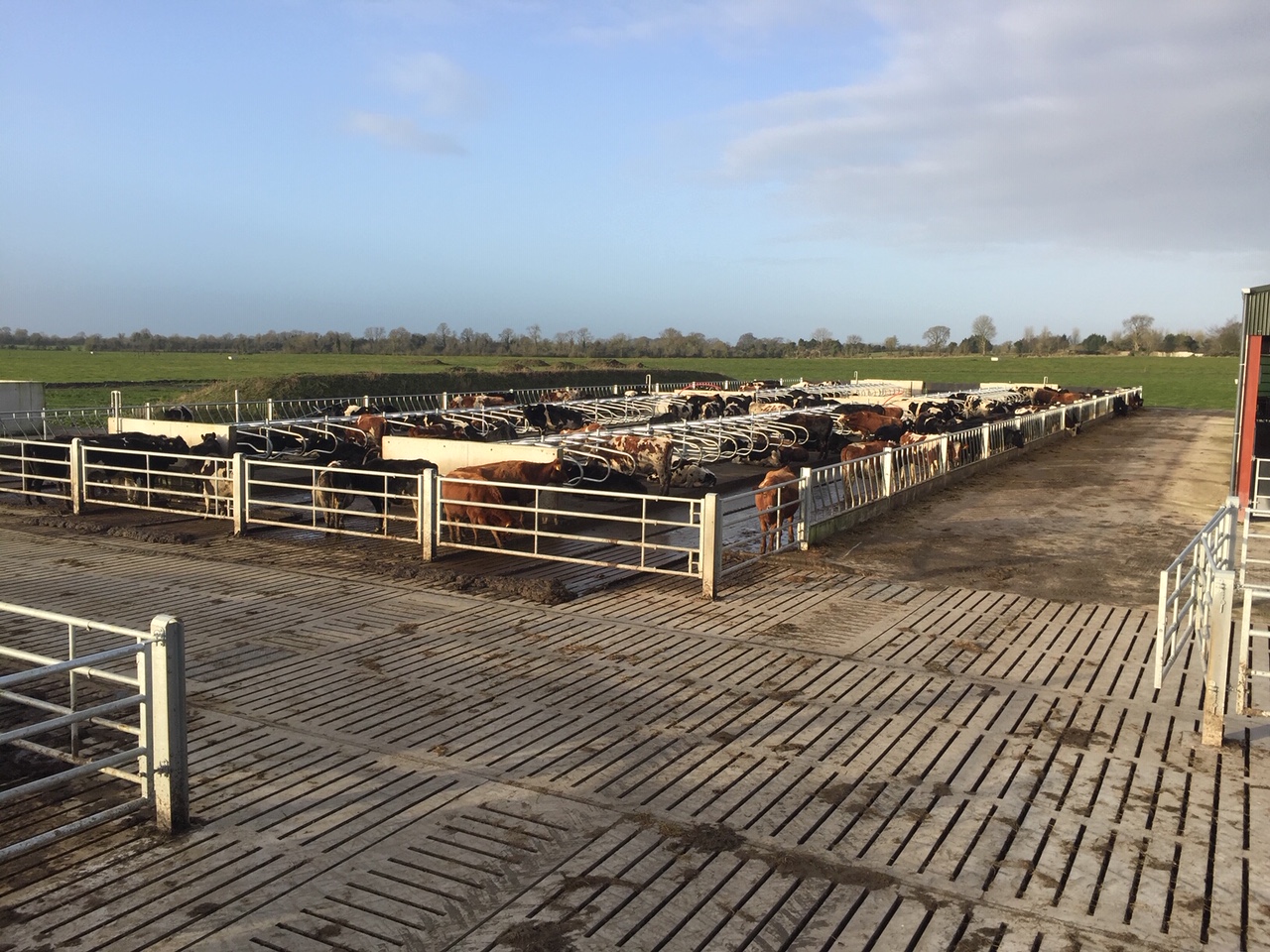 Cubicles, Feeding Barriers & Crush Area – GD Young