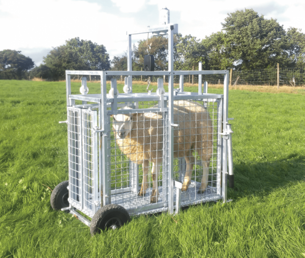 Lamb Weighing Crate