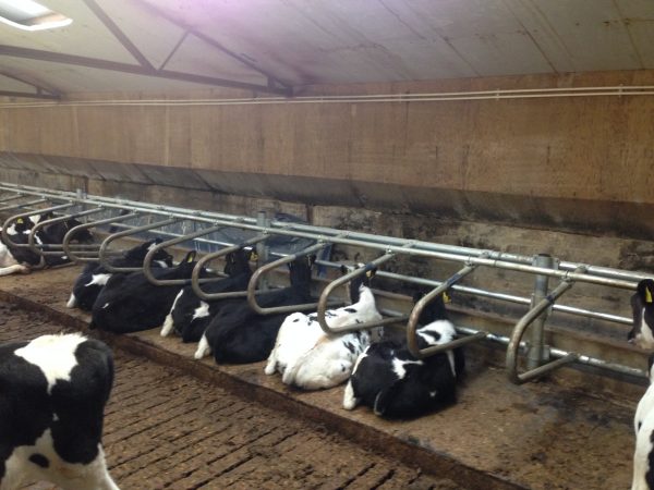 Calf Cubicles