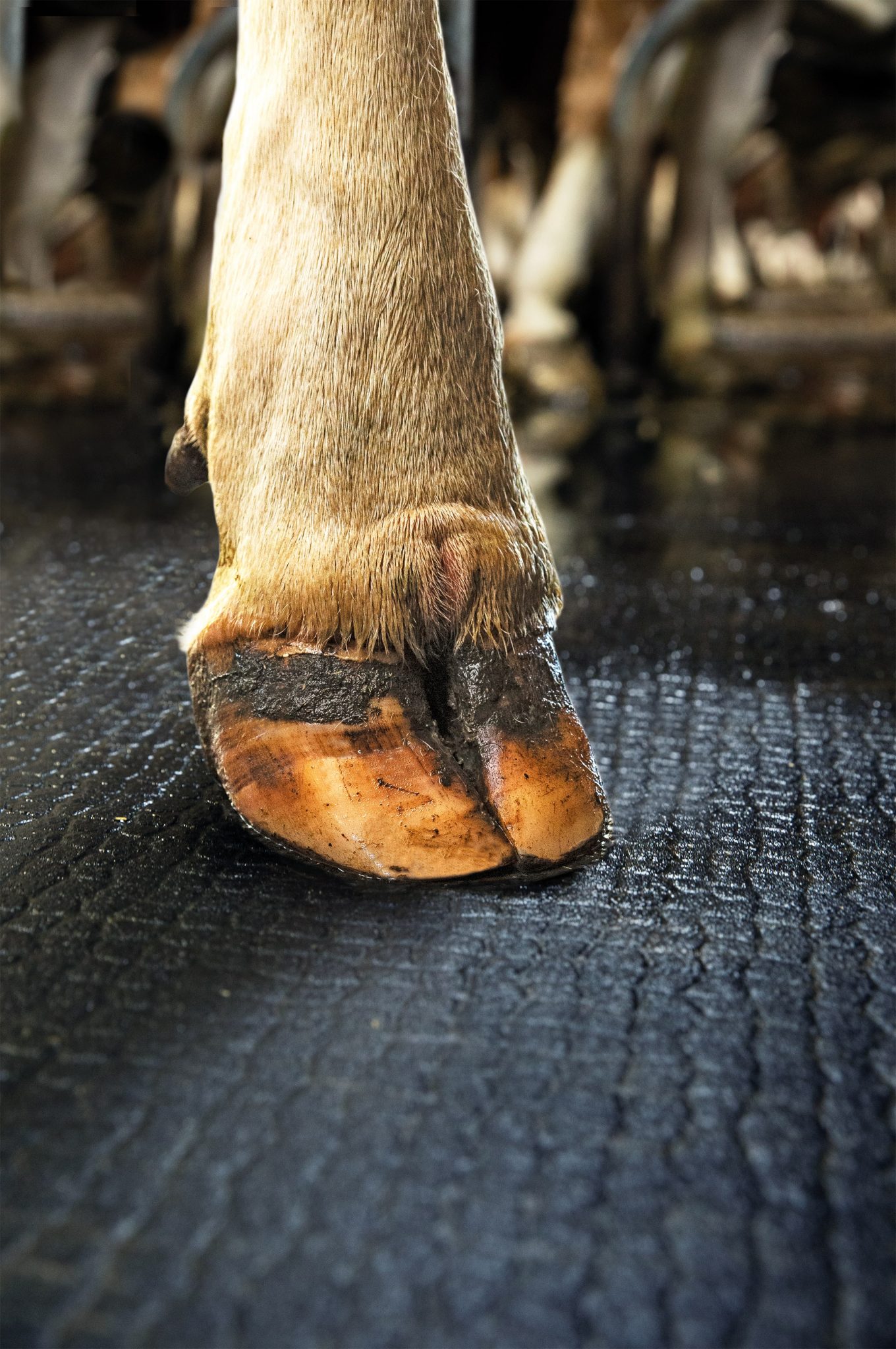 Cow Mat Kraiburg KURA Walkway Mat