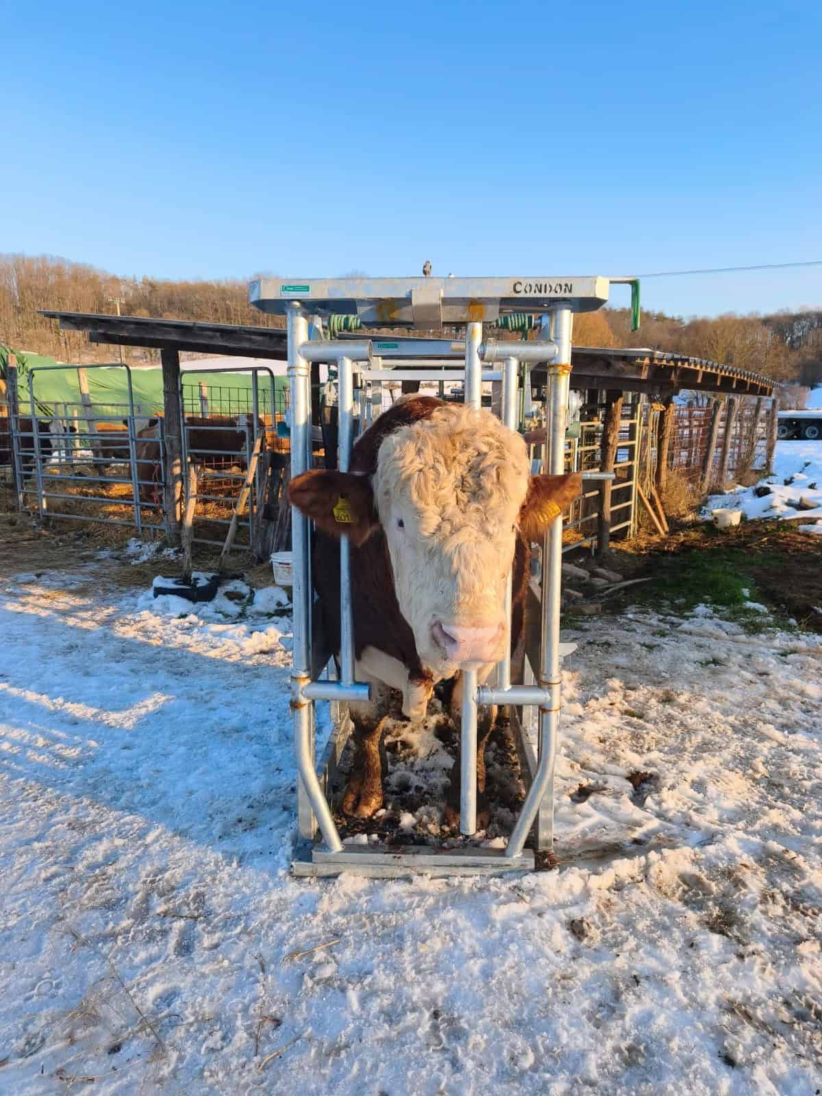 Hoof Paring Crate