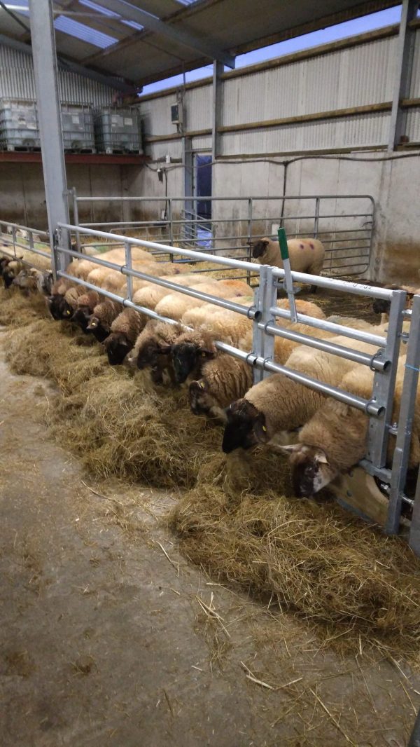 Sheep Feed Barrier - Condon Engineering