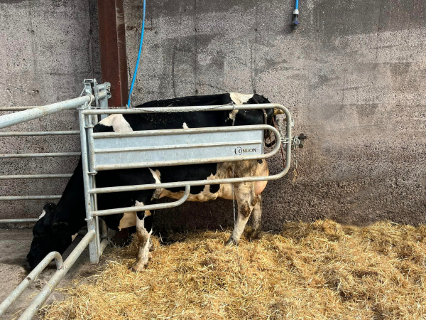 3 In 1 Calving Gate