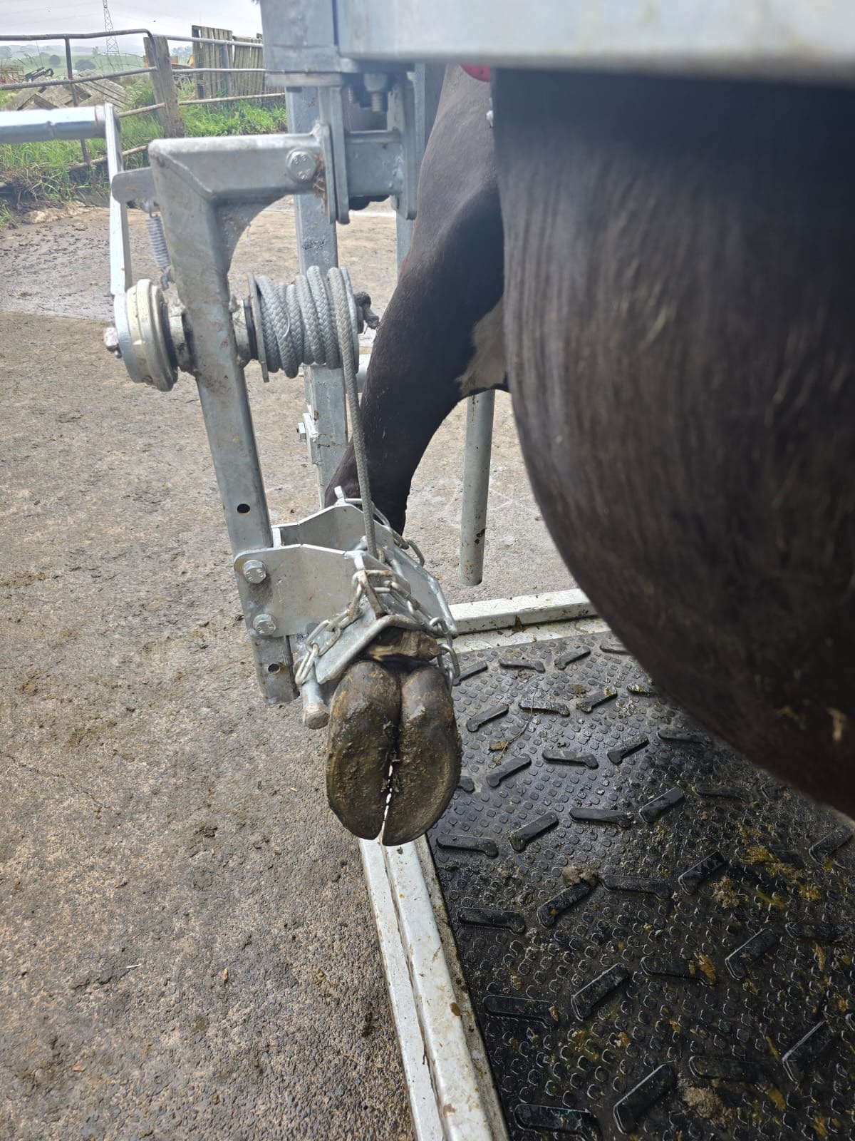 Hoof Paring Crate