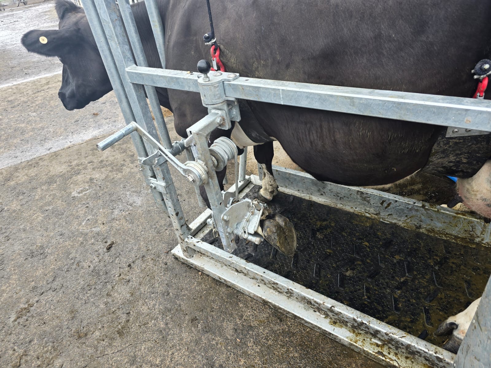 Hoof Paring Crate