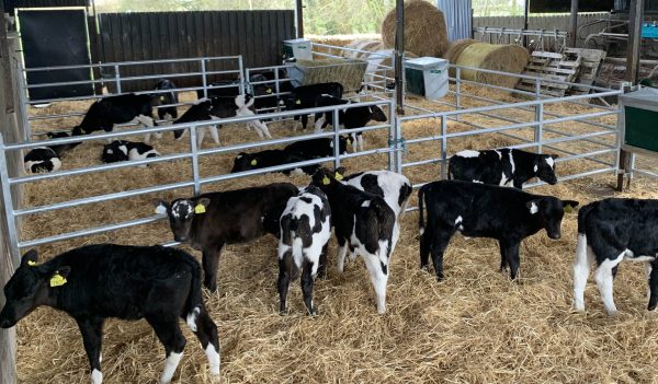 Calf Dividing Gates