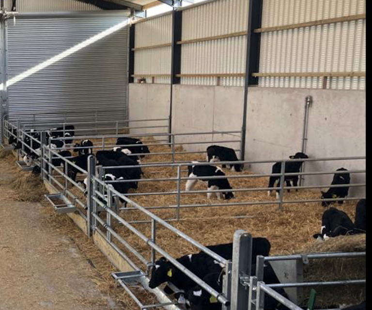 Calf Dividing Gates - Condon Engineering