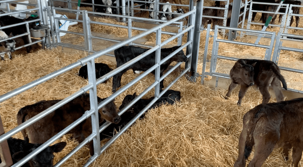 Calf Dividing Gate