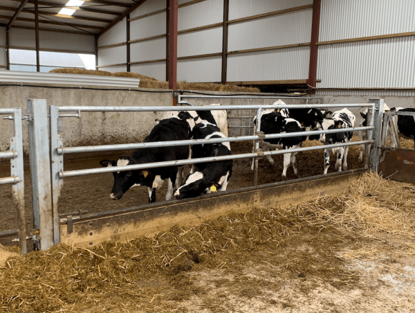 Weanling Barriers