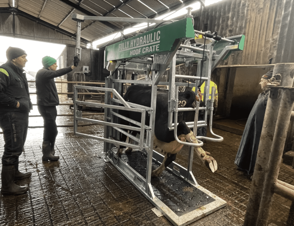 Fully Hydraulic Hoof Crate