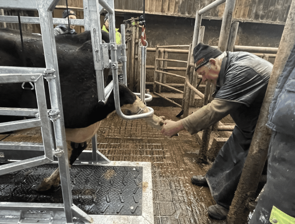 Fully Hydraulic Hoof Crate