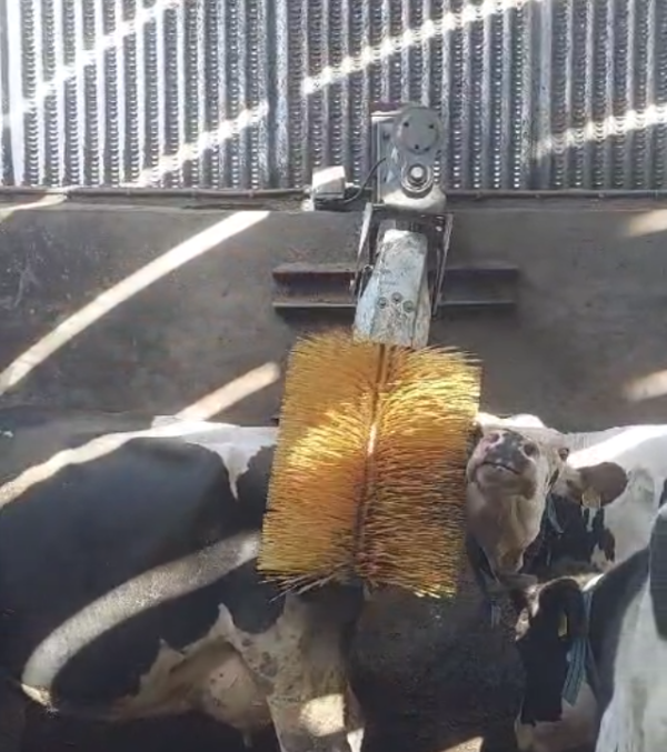 Electric Cow Brush